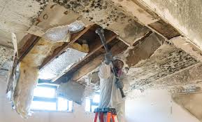 Best Water Damage & Mold Remediation  in Converse, TX